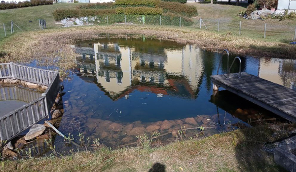 Bild von Teich nach Wasserpflanzenschnitt